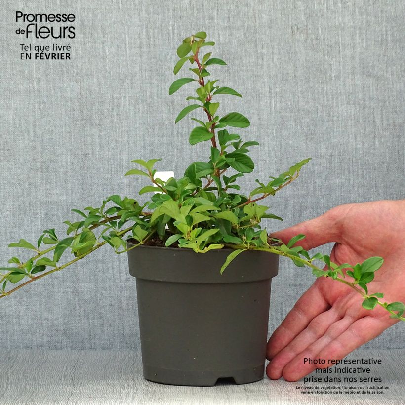 Esimerkki syksyllä toimitetusta Suikerotuhkapensas - Cotoneaster dammeri 1 litran / 1,5 litran ruukku-taimesta