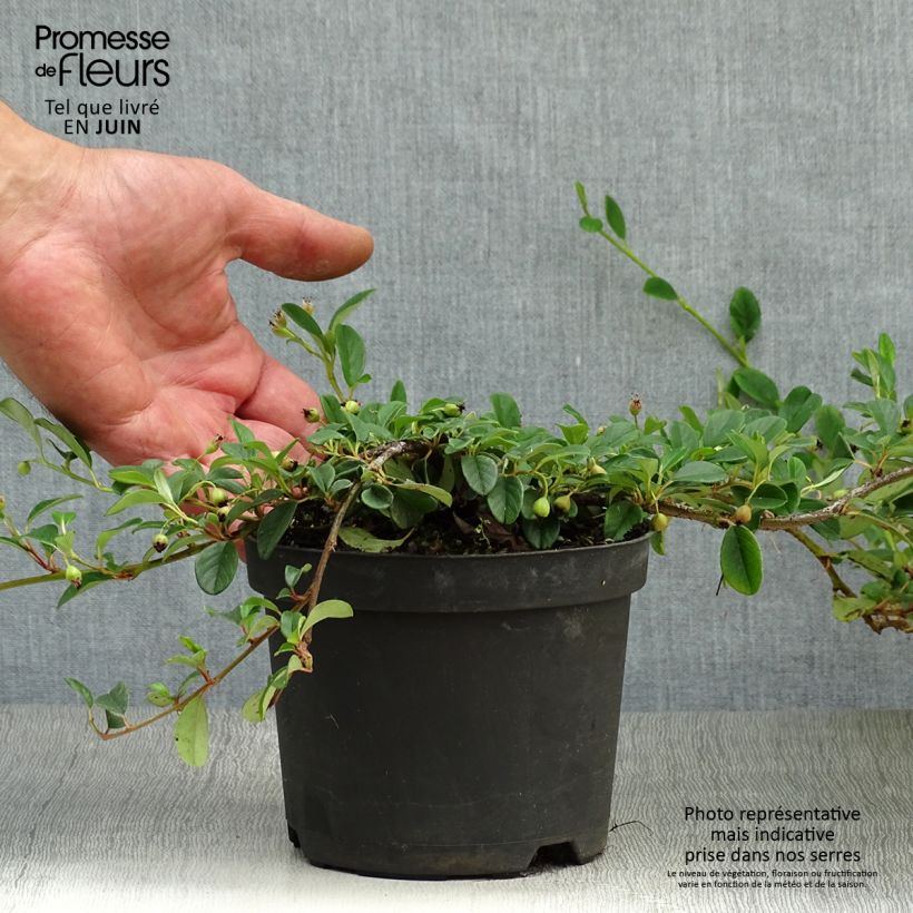 Esimerkki kesällä toimitetusta Suikerotuhkapensas - Cotoneaster dammeri Pot de 1L/1,5L-taimesta