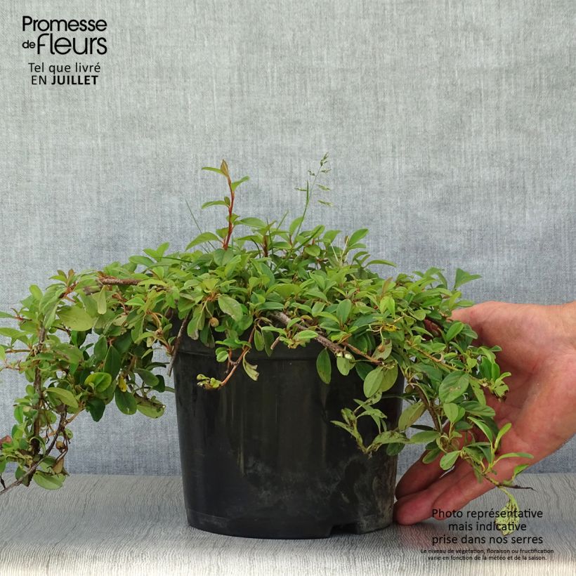 Esimerkki kesällä toimitetusta Suikerotuhkapensas - Cotoneaster dammeri Pot de 2L/3L-taimesta