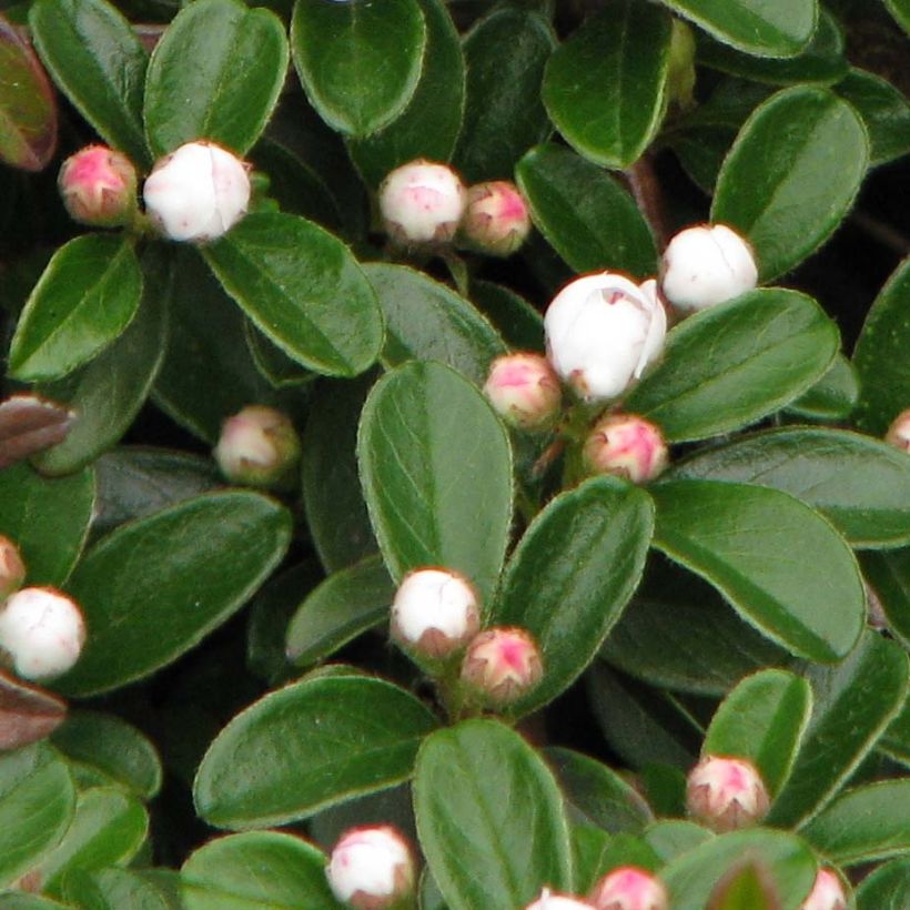 Suikerotuhkapensas Evergreen (Lehvistö)