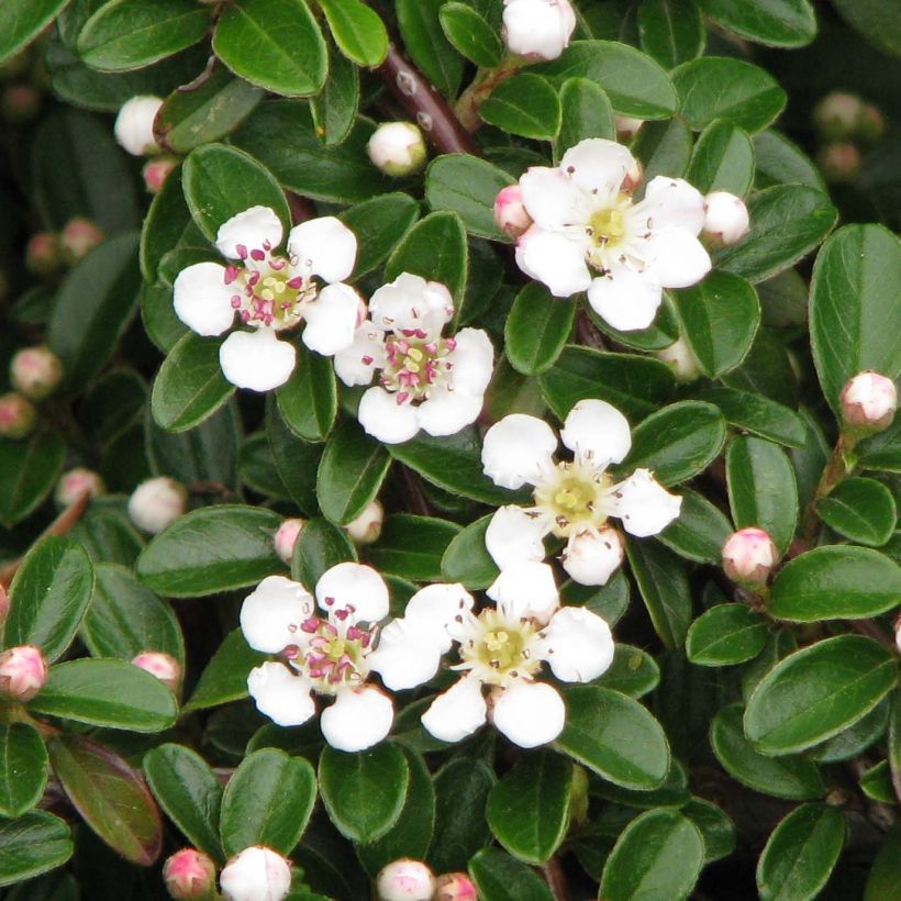 Suikerotuhkapensas Evergreen (Kukinta)