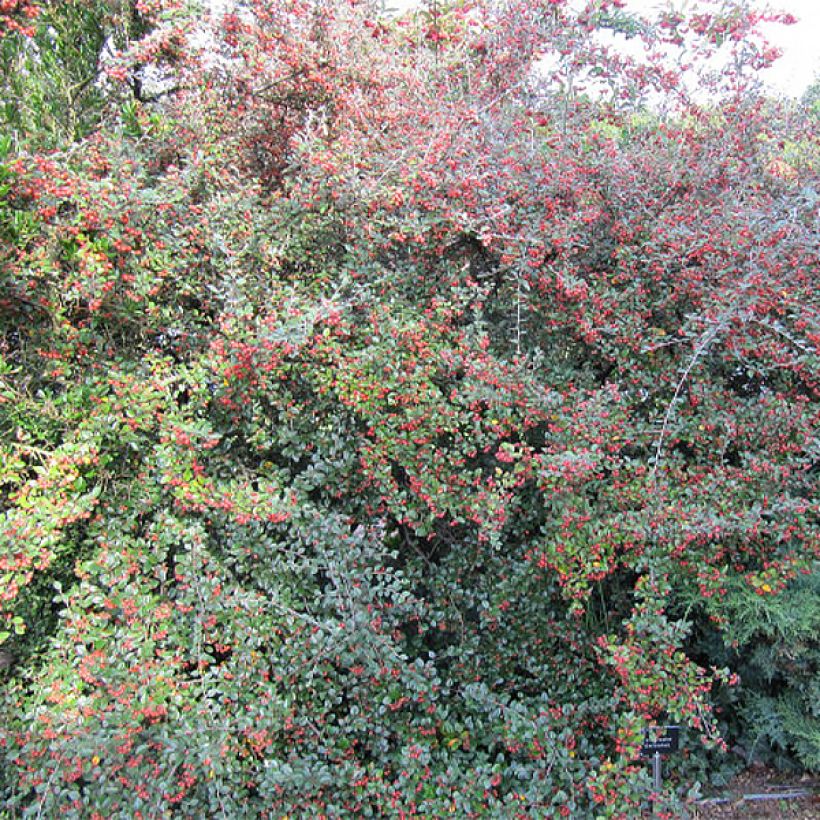 Kaarituhkapensas - Cotoneaster dielsianus var. elegans (Kasvutapa)