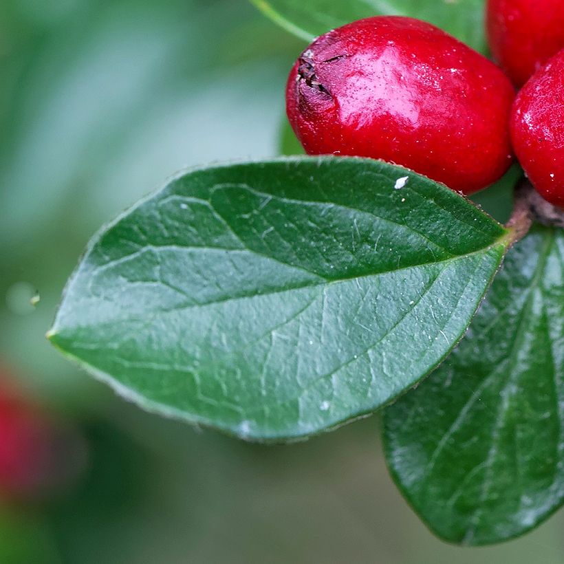 Harotuhkapensas - Cotoneaster divaricatus (Lehvistö)