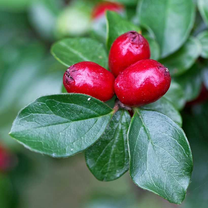 Harotuhkapensas - Cotoneaster divaricatus (Sadonkorjuu)
