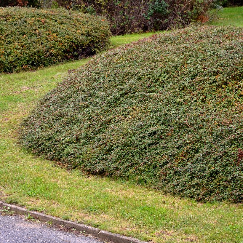 Harotuhkapensas - Cotoneaster divaricatus (Kasvutapa)