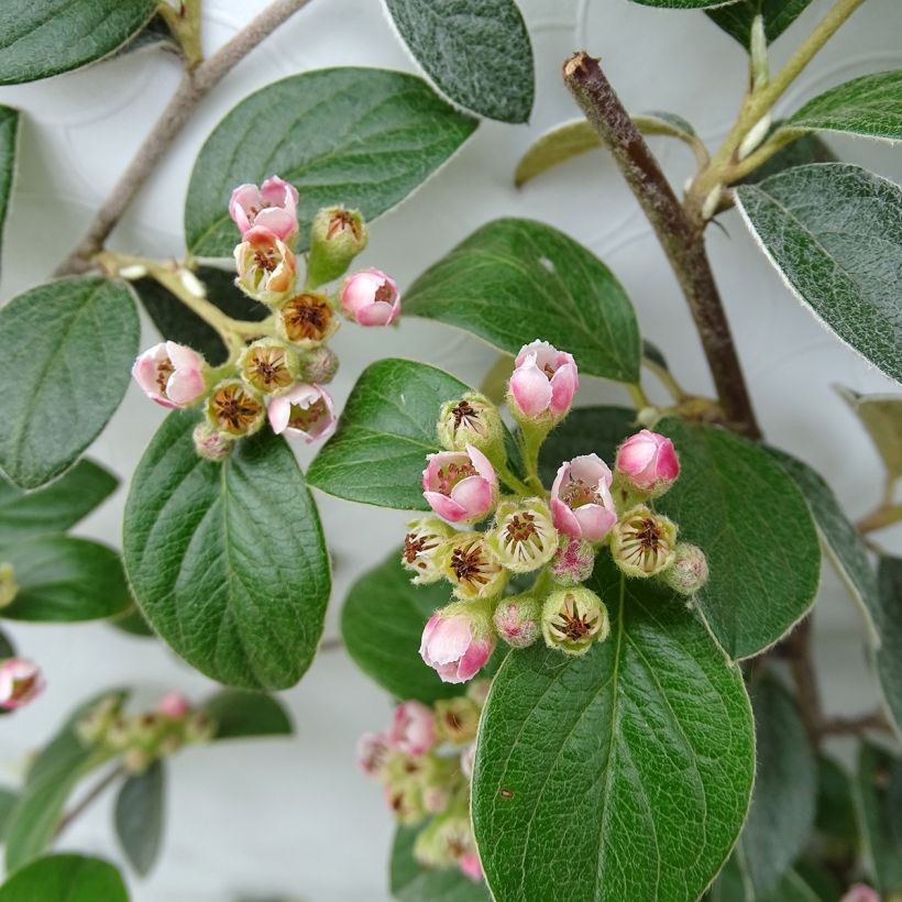 Tuhkapensaa - Cotoneaster franchetii (Kukinta)