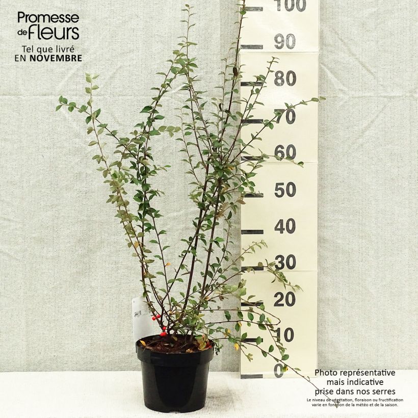 Esimerkki syksyllä toimitetusta Tuhkapensaa - Cotoneaster franchetii 2 litran/3 litran ruukku-taimesta