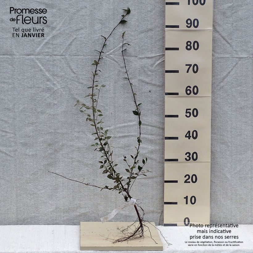Esimerkki talvella toimitetusta Tuhkapensaa - Cotoneaster franchetii Paljasjuurinen-taimesta