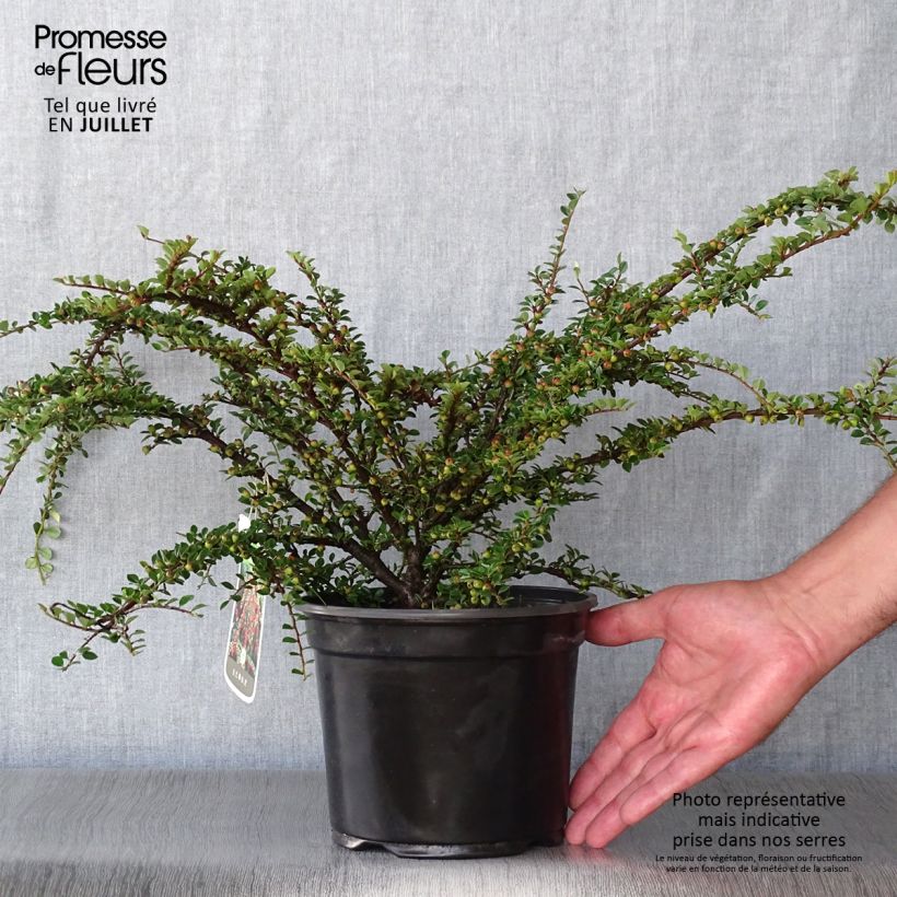 Esimerkki kesällä toimitetusta Sulkatuhkapensas - Cotoneaster horizontalis Ruukku 2L / 3L-taimesta
