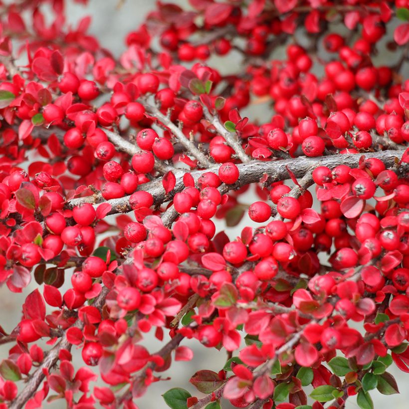 Sulkatuhkapensas - Cotoneaster horizontalis (Sadonkorjuu)