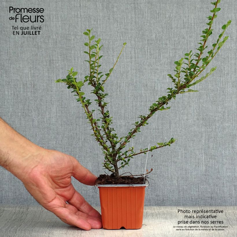 Esimerkki kesällä toimitetusta Sulkatuhkapensas - Cotoneaster horizontalis Taimiruukku 8/9 cm-taimesta