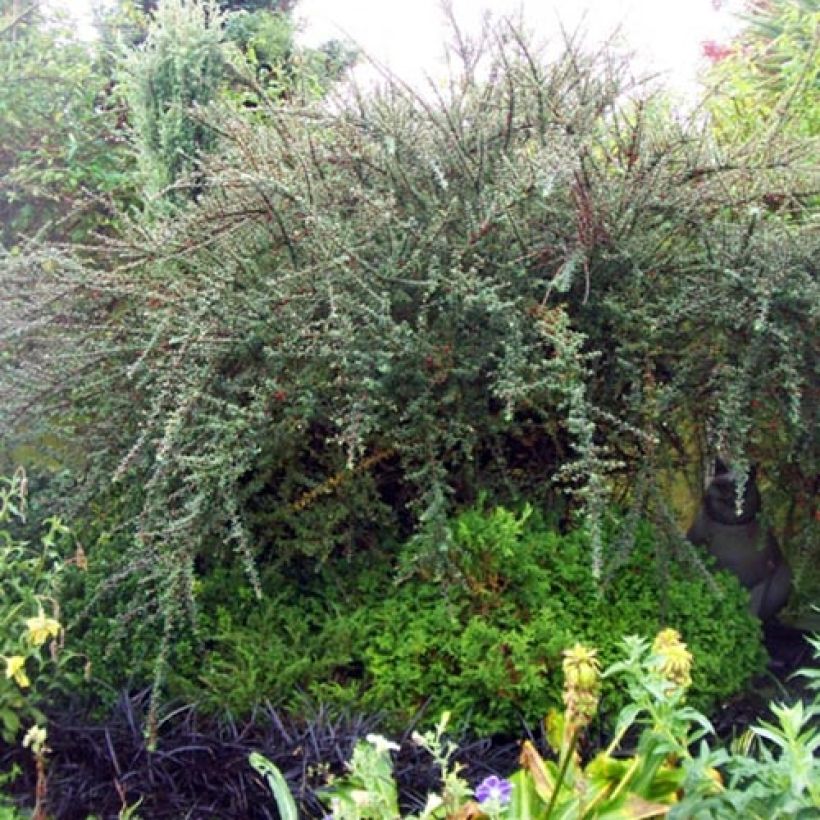 Tuhkapensaa - Cotoneaster integrifolius (Kasvutapa)