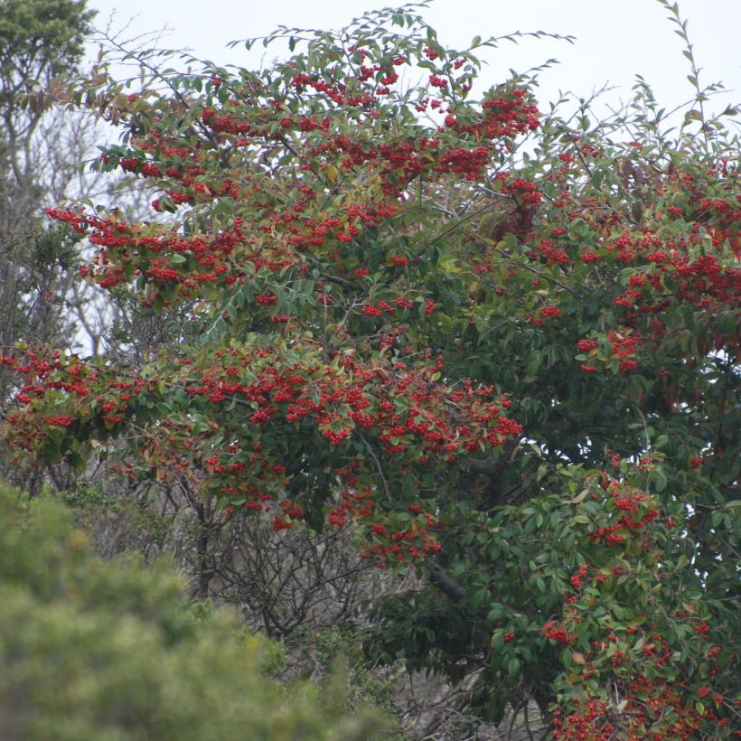 Tuhkapensaa - Cotoneaster lacteus (Kasvutapa)