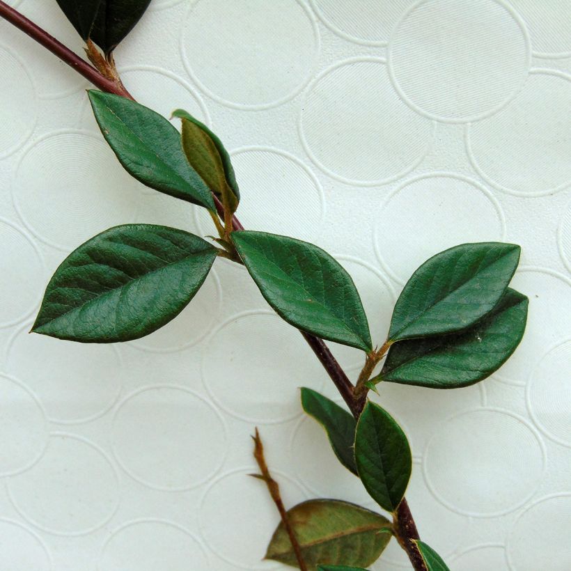 Tuhkapensaa - Cotoneaster lacteus (Lehvistö)