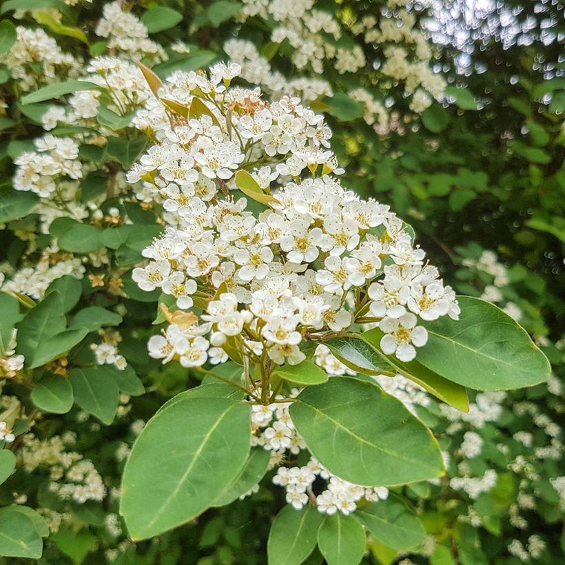 Tuhkapensaa - Cotoneaster lacteus (Kukinta)