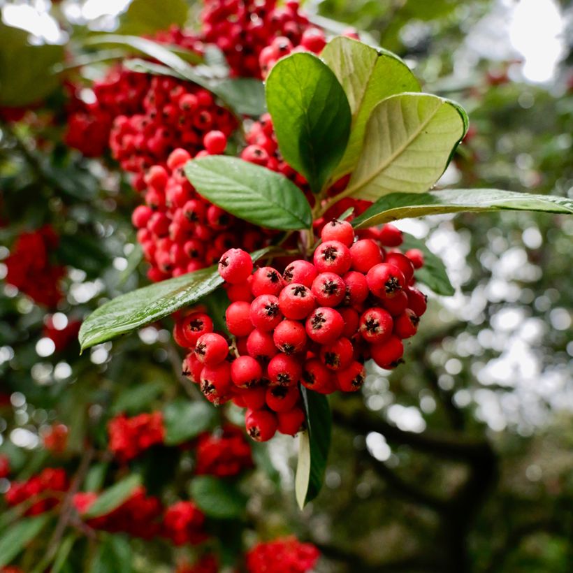 Tuhkapensaa - Cotoneaster lacteus (Sadonkorjuu)