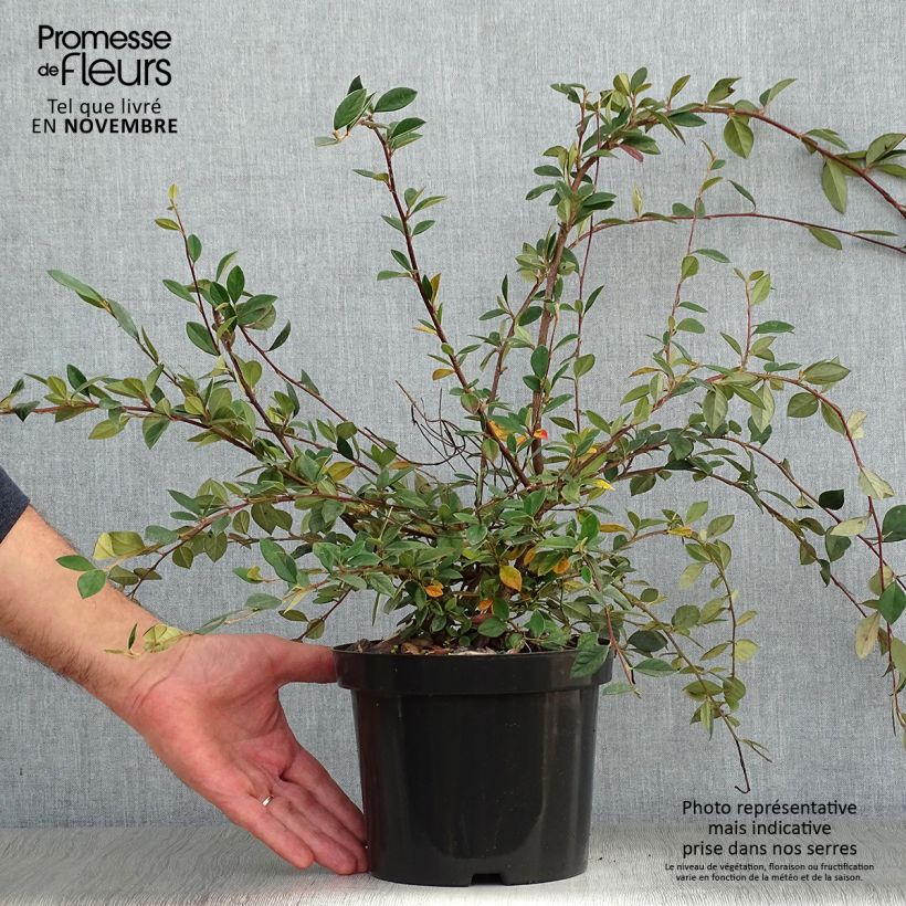 Esimerkki syksyllä toimitetusta Tuhkapensaa - Cotoneaster lacteus 2 litran/3 litran ruukku-taimesta