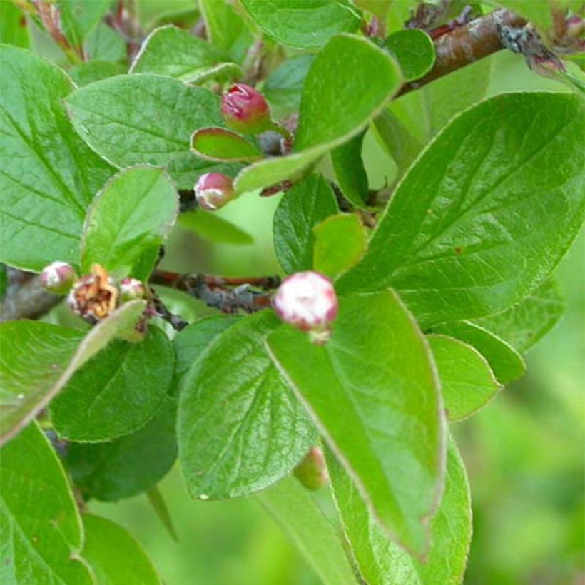 Kiiltotuhkapensas - Cotoneaster lucidus (Lehvistö)