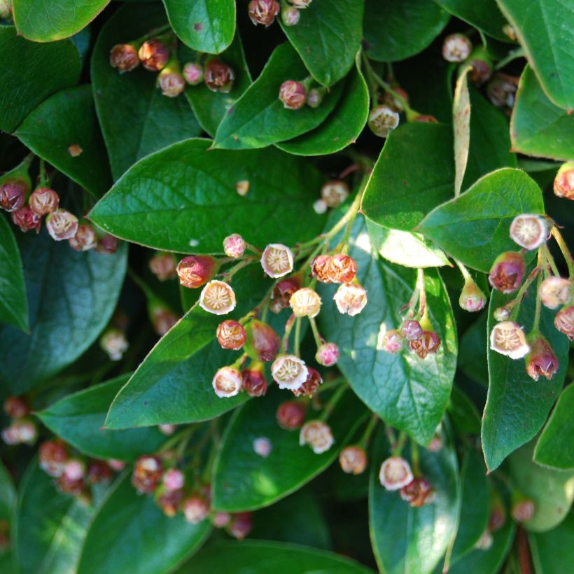 Kiiltotuhkapensas - Cotoneaster lucidus (Kukinta)