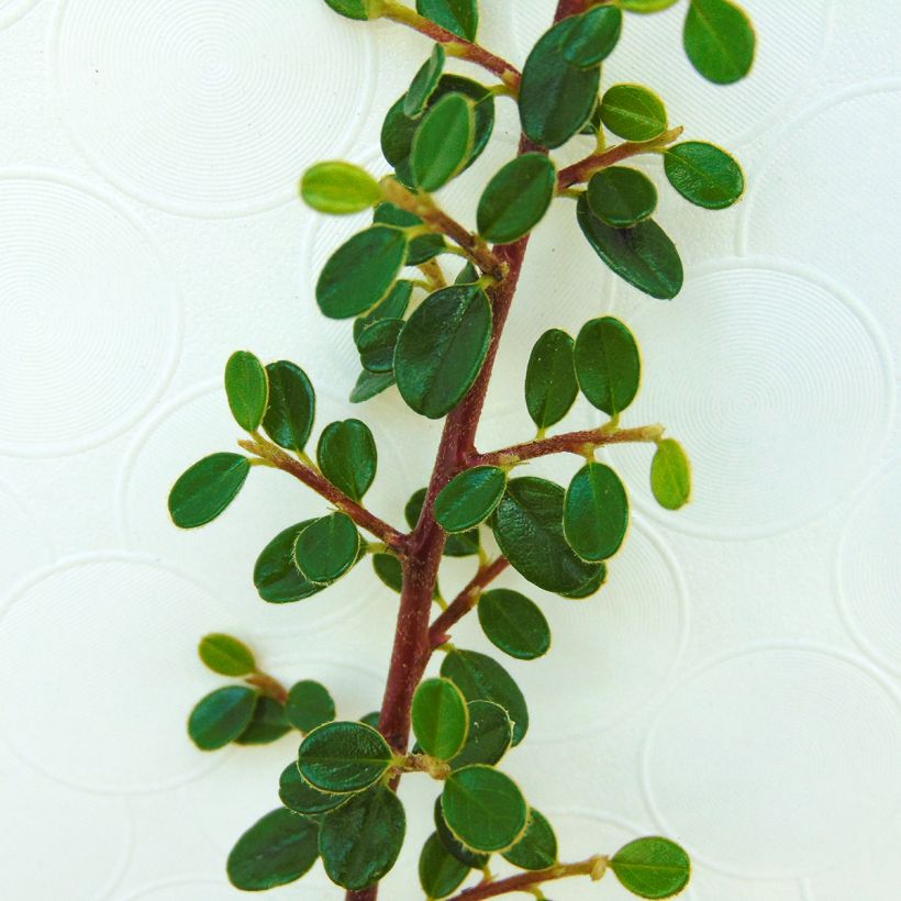 Himalajantuhkapensas - Cotoneaster microphyllus (Lehvistö)
