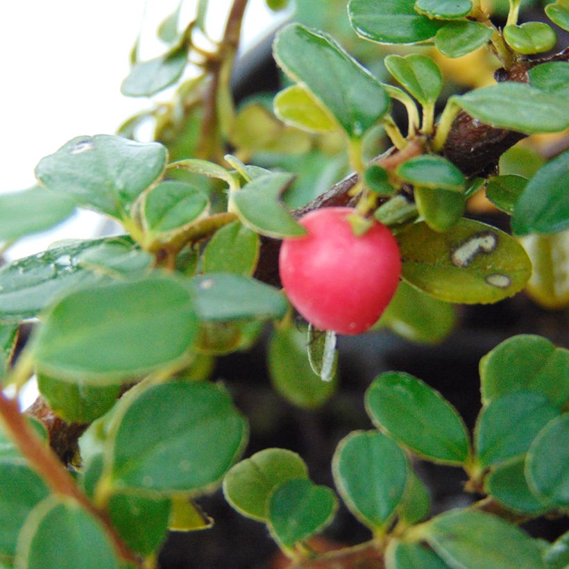Himalajantuhkapensas - Cotoneaster microphyllus (Sadonkorjuu)