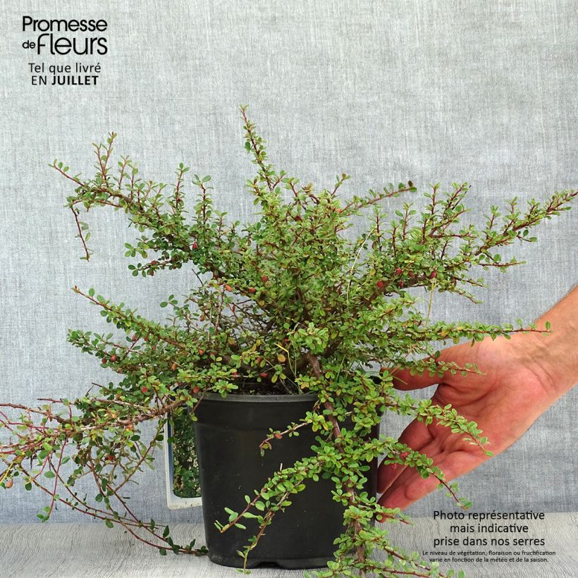 Esimerkki kesällä toimitetusta Himalajantuhkapensas - Cotoneaster microphyllus Ruukku 2L / 3L-taimesta