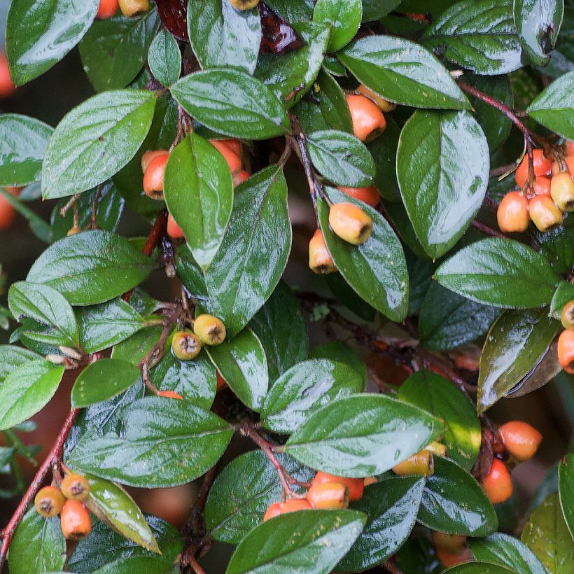 Sikkimintuhkapensas - Cotoneaster simonsii (Lehvistö)