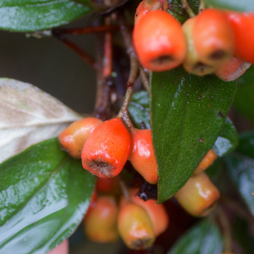 Sikkimintuhkapensas - Cotoneaster simonsii (Sadonkorjuu)