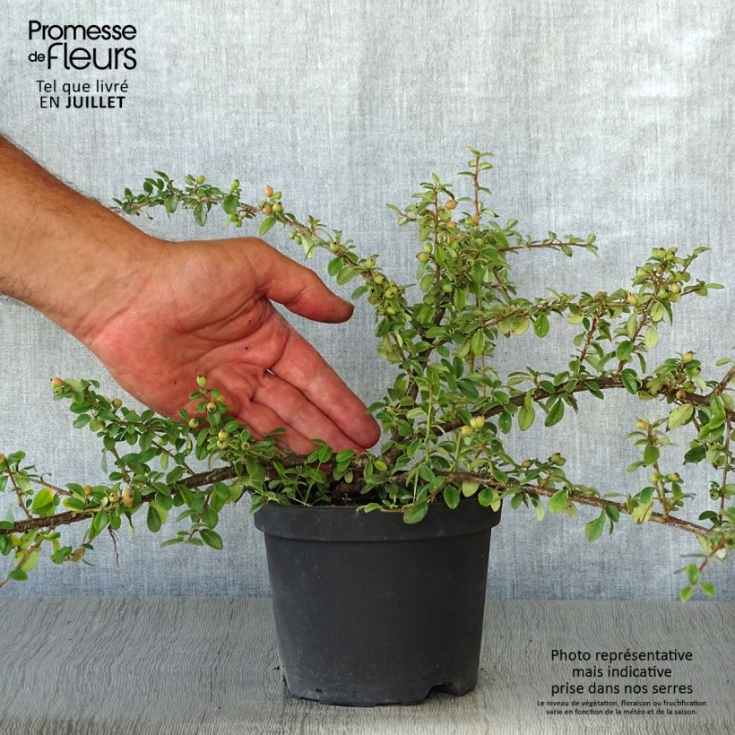 Esimerkki kesällä toimitetusta Linnantuhkapensas Coral Beauty Pot de 1L/1,5L-taimesta