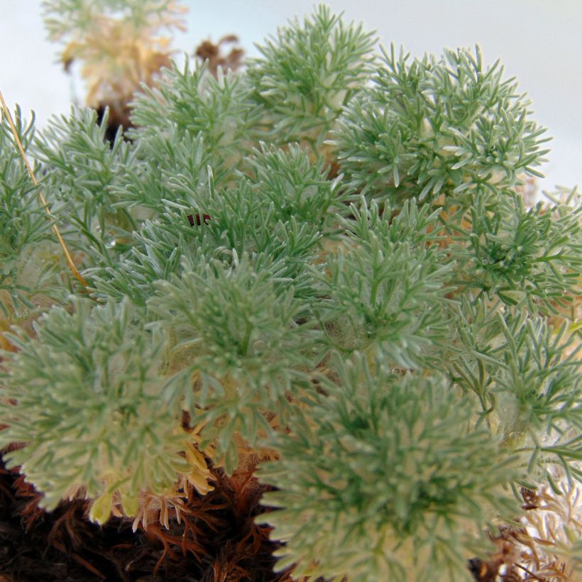 Cotula hispida (Lehvistö)