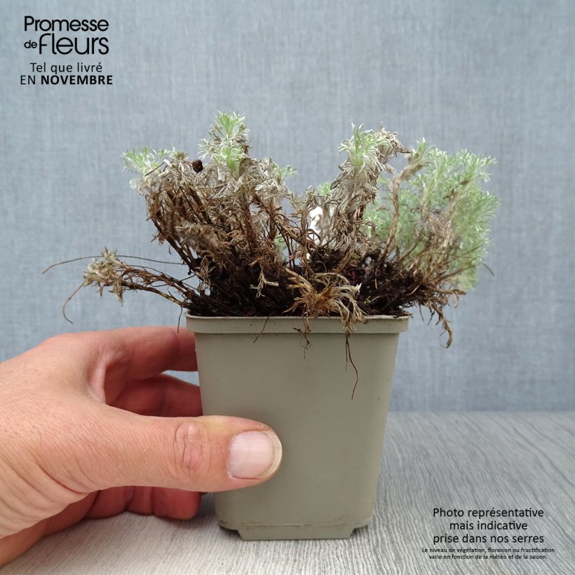 Esimerkki syksyllä toimitetusta Cotula hispida 8/9 cm taimiruukku-taimesta