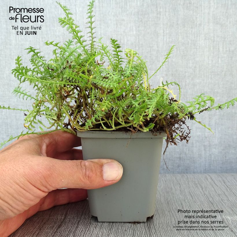 Esimerkki kesällä toimitetusta Cotula hispida Taimiruukku 8/9 cm-taimesta