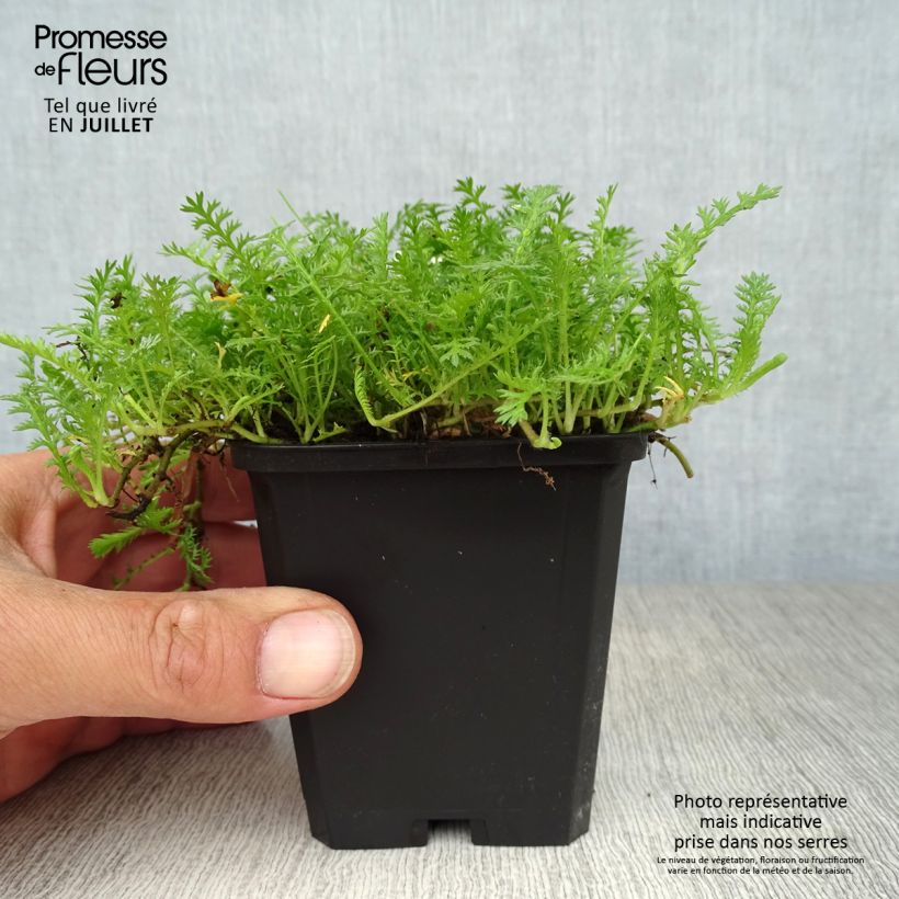Esimerkki kesällä toimitetusta Peittosaumayrtti - Leptinella squalida Taimiruukku 8/9 cm-taimesta