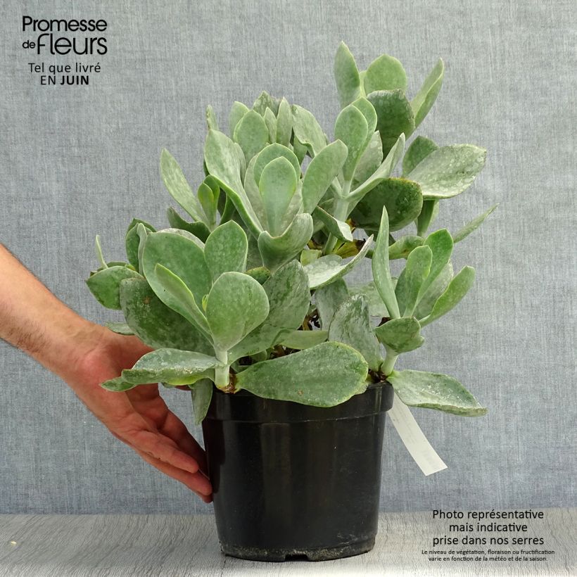 Esimerkki kesällä toimitetusta Pyörömehilehti Gray Pot de 3L/4L-taimesta