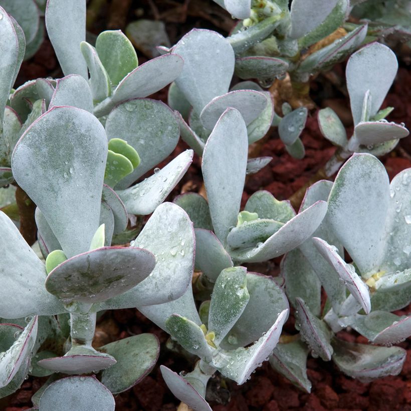 Pyörömehilehti Gray (Lehvistö)