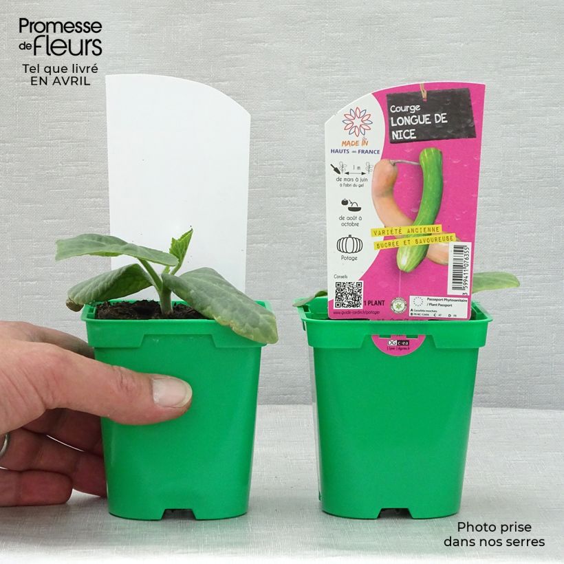 Esimerkki keväällä toimitetusta Satokurpitsa Longue de Nice taimena 10 cm/11 cm ruukku-taimesta