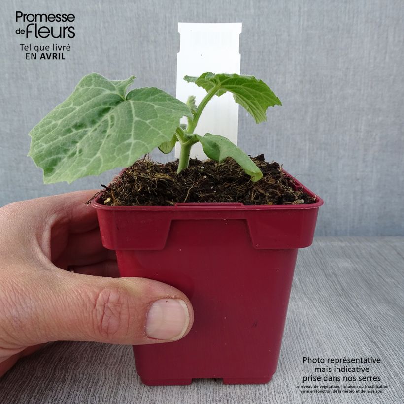 Esimerkki keväällä toimitetusta Myskikurpitsa Muscat de Provence 10 cm/11 cm ruukku-taimesta
