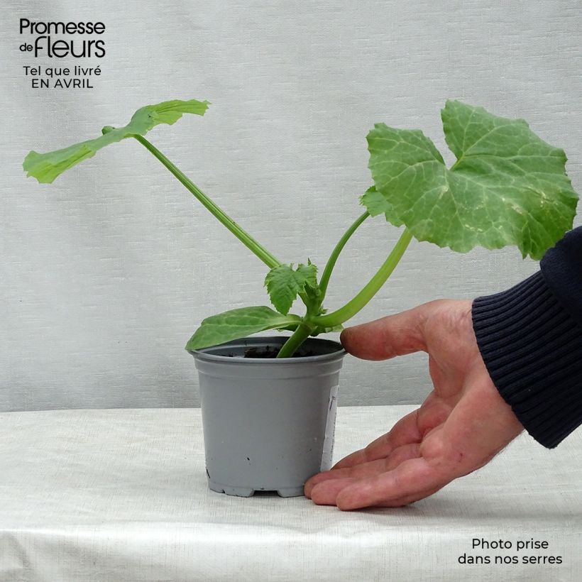 Esimerkki keväällä toimitetusta Kesäkurpitsa Easy Pick Green F1 10 cm/11 cm ruukku-taimesta
