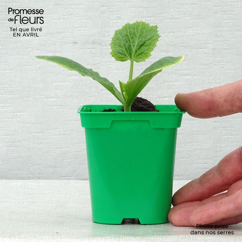Esimerkki keväällä toimitetusta Kesäkurpitsa Floridor F1 taimena 10 cm/11 cm ruukku-taimesta