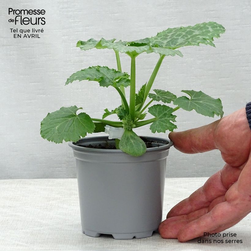 Esimerkki keväällä toimitetusta Kesäkurpitsa Kimber F1 taimena 8/9 cm taimiruukku-taimesta
