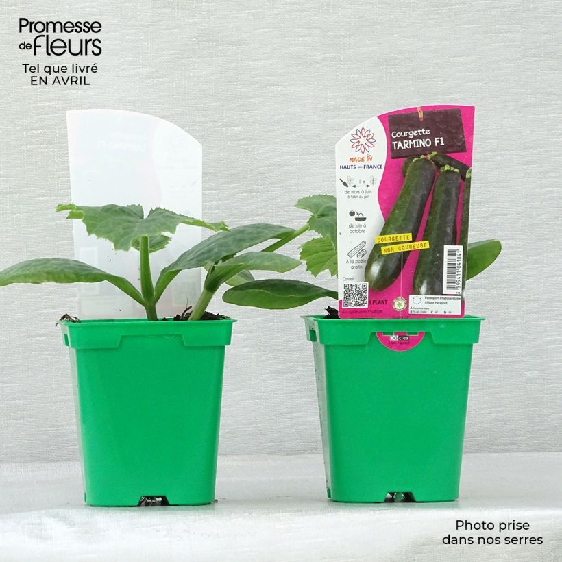 Esimerkki keväällä toimitetusta Kesäkurpitsa Tarmino F1 taimena 10 cm/11 cm ruukku-taimesta
