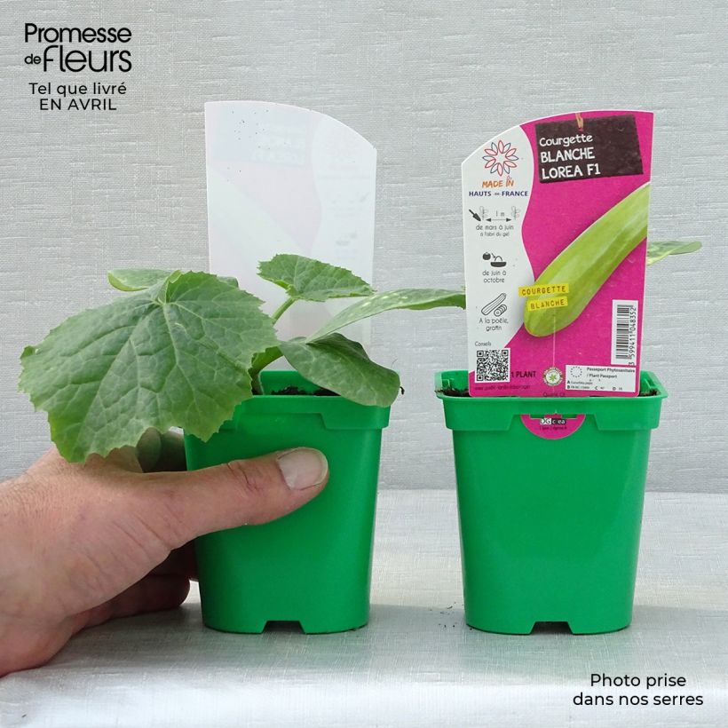 Esimerkki keväällä toimitetusta Kesäkurpitsa Lorea F1 taimena 10 cm/11 cm ruukku-taimesta