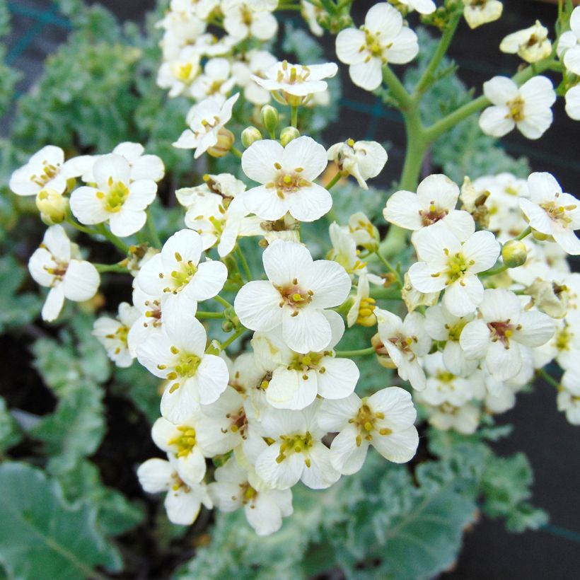 Euroopanmerikaali - Crambe maritima (Kukinta)