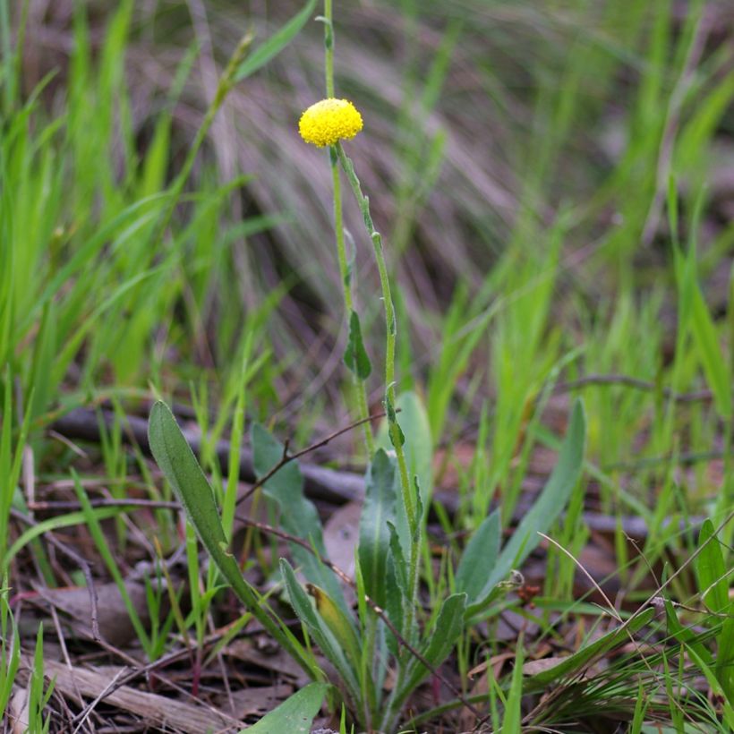 Kultahehku - Craspedia globosa (Kasvutapa)