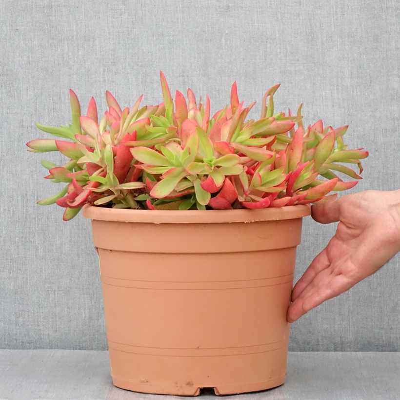 Esimerkki kesällä toimitetusta Crassula capitella Pot de 7,5L/10L, 25/30 diamètre-taimesta