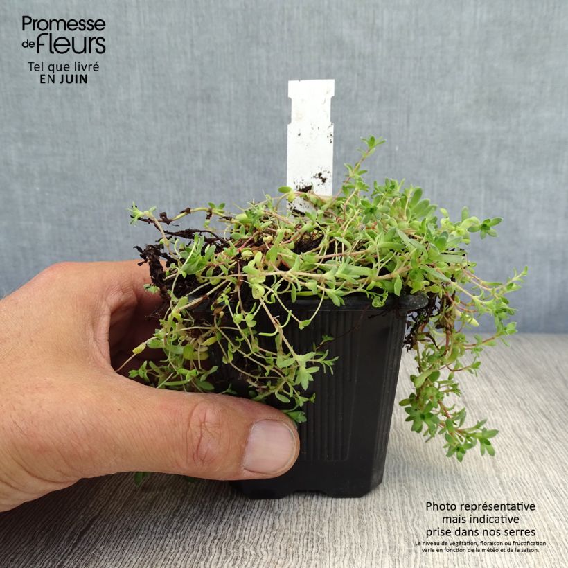 Esimerkki kesällä toimitetusta Pauniko - Crassula exilis subsp. sedifolia Godet de 8/9 cm-taimesta