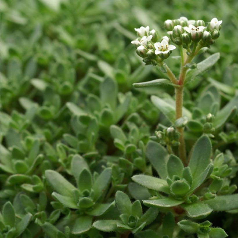 Pauniko - Crassula exilis subsp. sedifolia (Lehvistö)
