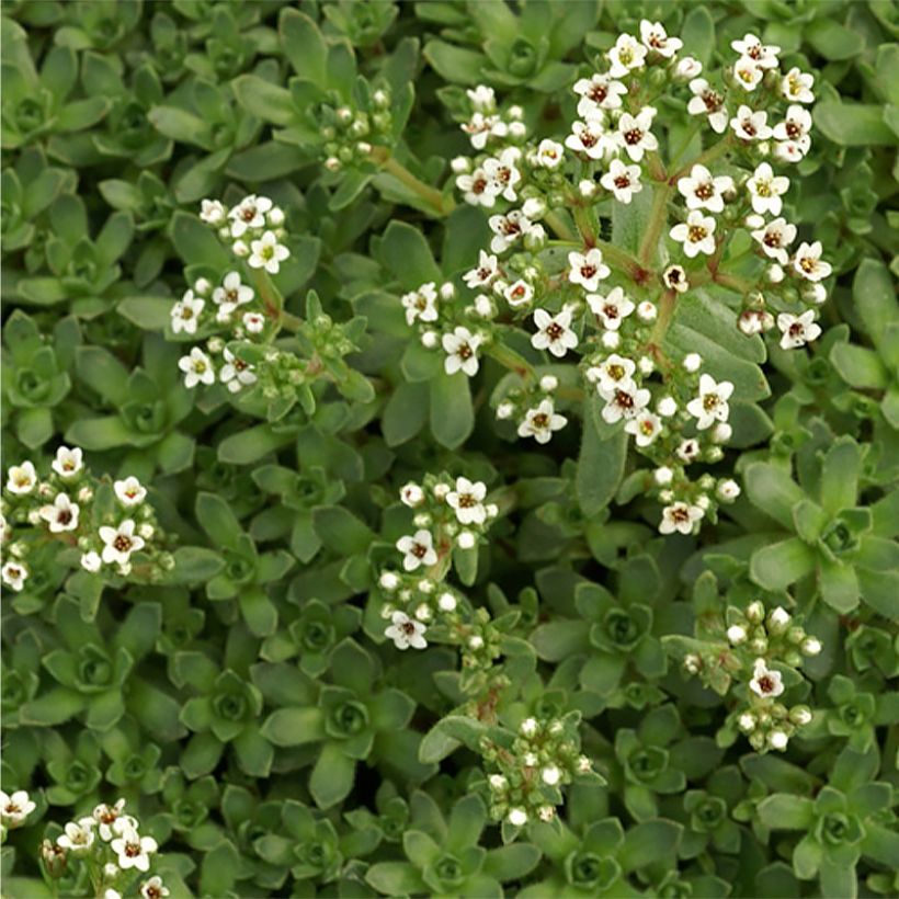 Pauniko - Crassula exilis subsp. sedifolia (Kukinta)