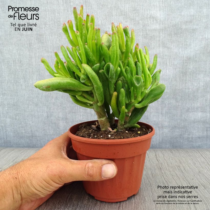 Esimerkki kesällä toimitetusta Rahapuu Hobbit Ruukku 12 cm / 13 cm-taimesta