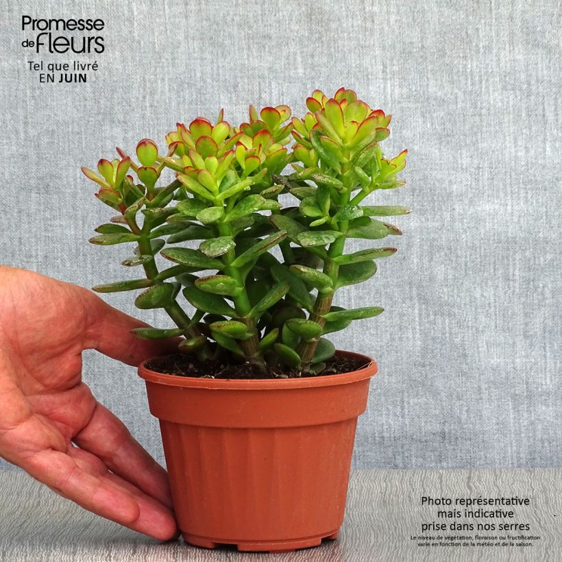 Esimerkki kesällä toimitetusta Rahapuu Minor Pot de 1L/1,5L-taimesta